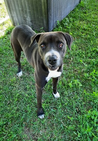 Enlarge Cherry, a Adoptable mixed breed in Manning, SC image 1/1