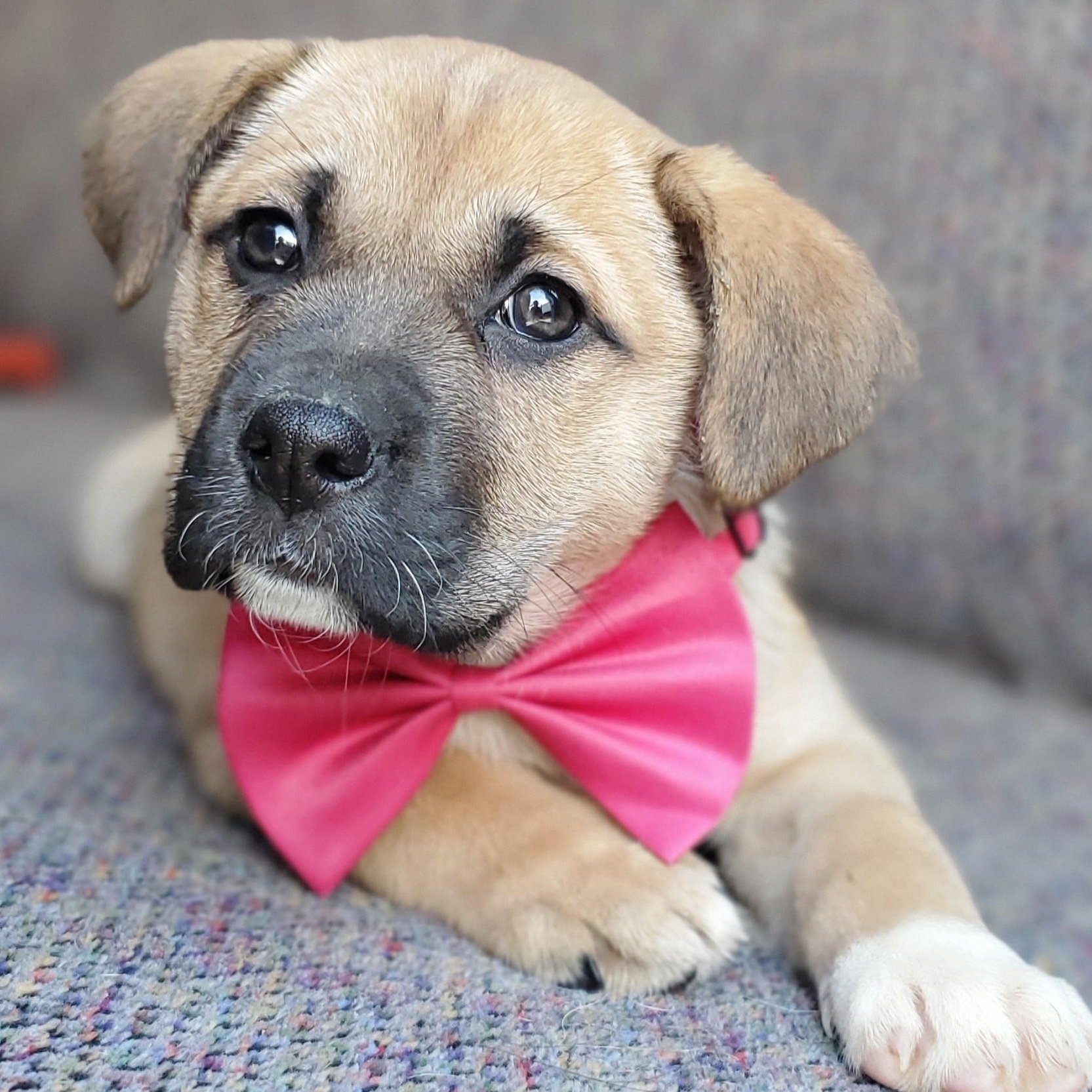 Brie, Adoptable, Puppy Female Boxer & Mixed Breed.