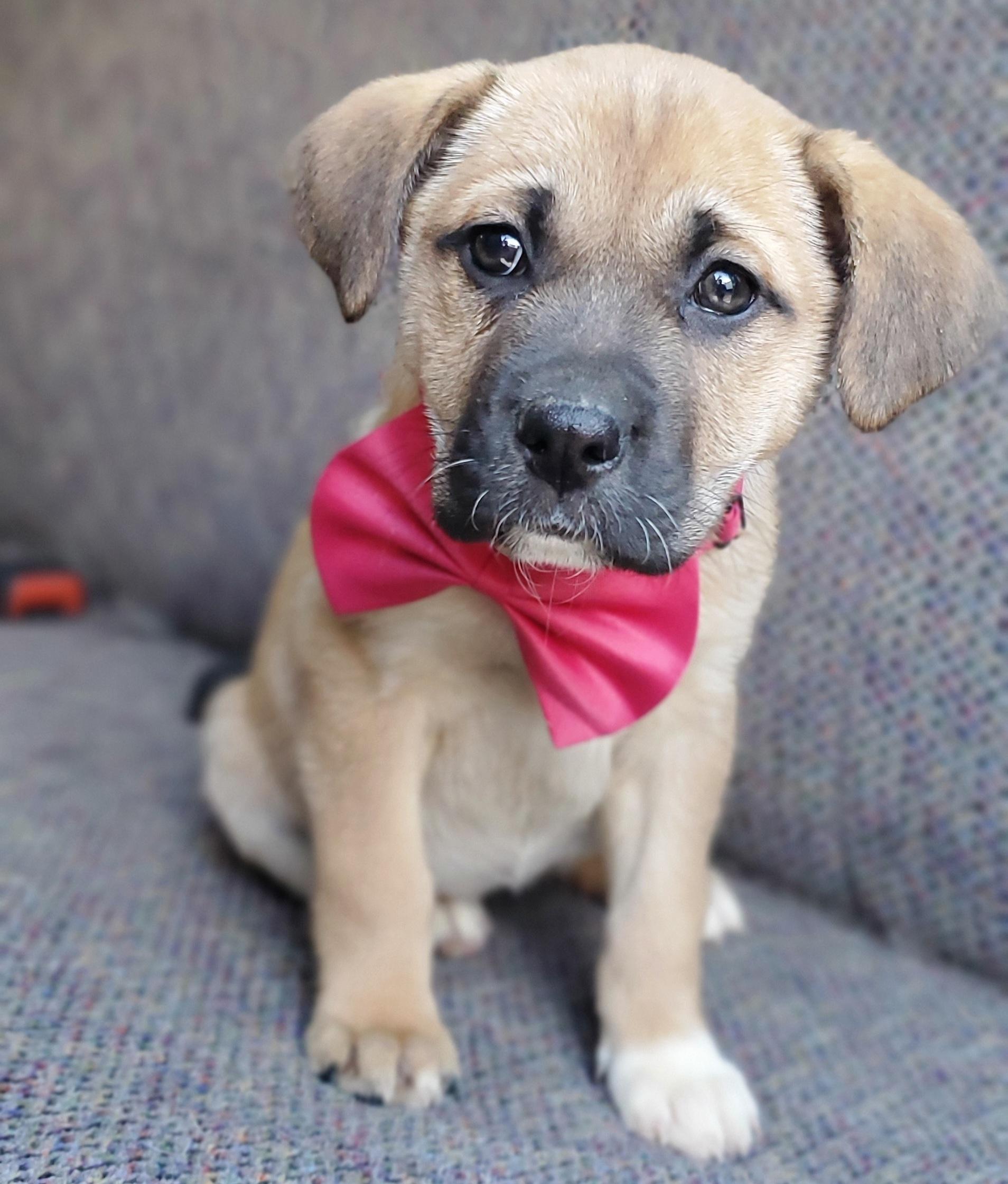 Brie, Adoptable, Puppy Female Boxer & Mixed Breed.