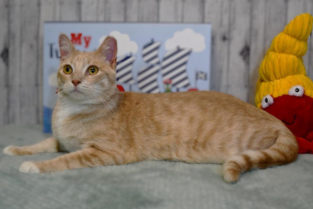 Avery, Adoptable, Young Male Domestic Short Hair.