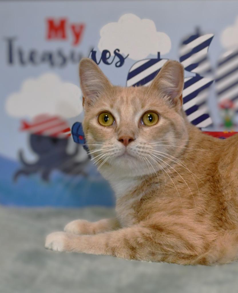 Enlarge Avery, a Adoptable mixed breed in Roanoke, TX image 3/3