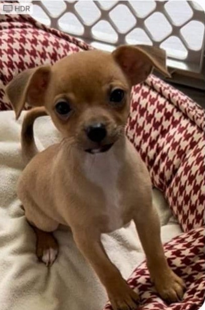 Jordi, Adopted, Puppy Male Jack Russell Terrier & Chihuahua.