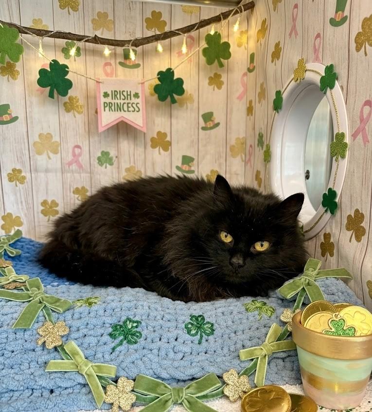 Tasha, an adoptable Domestic Long Hair in Mississauga, ON image 1/3