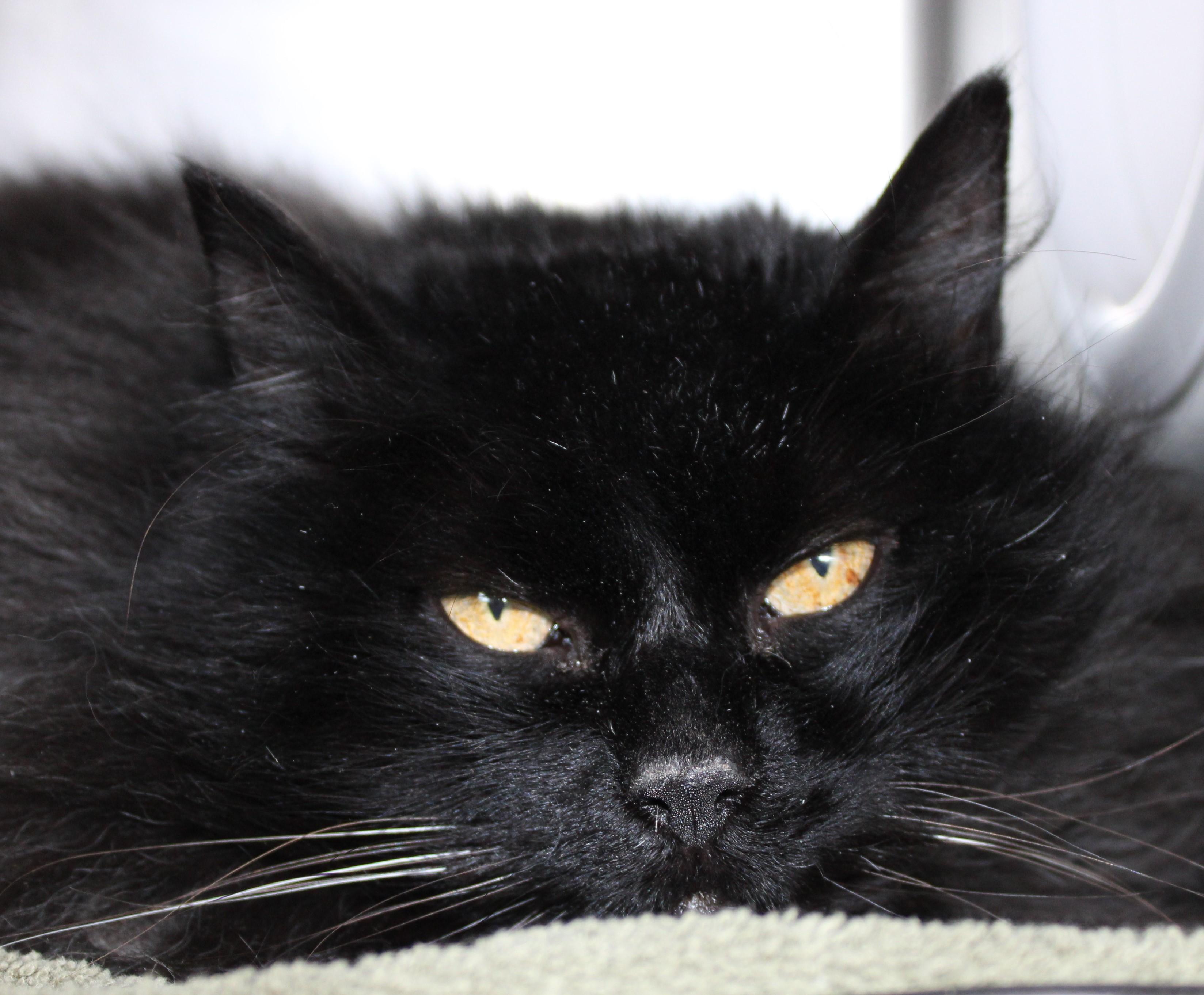 Tasha, an adoptable Domestic Long Hair in Mississauga, ON image 3/3