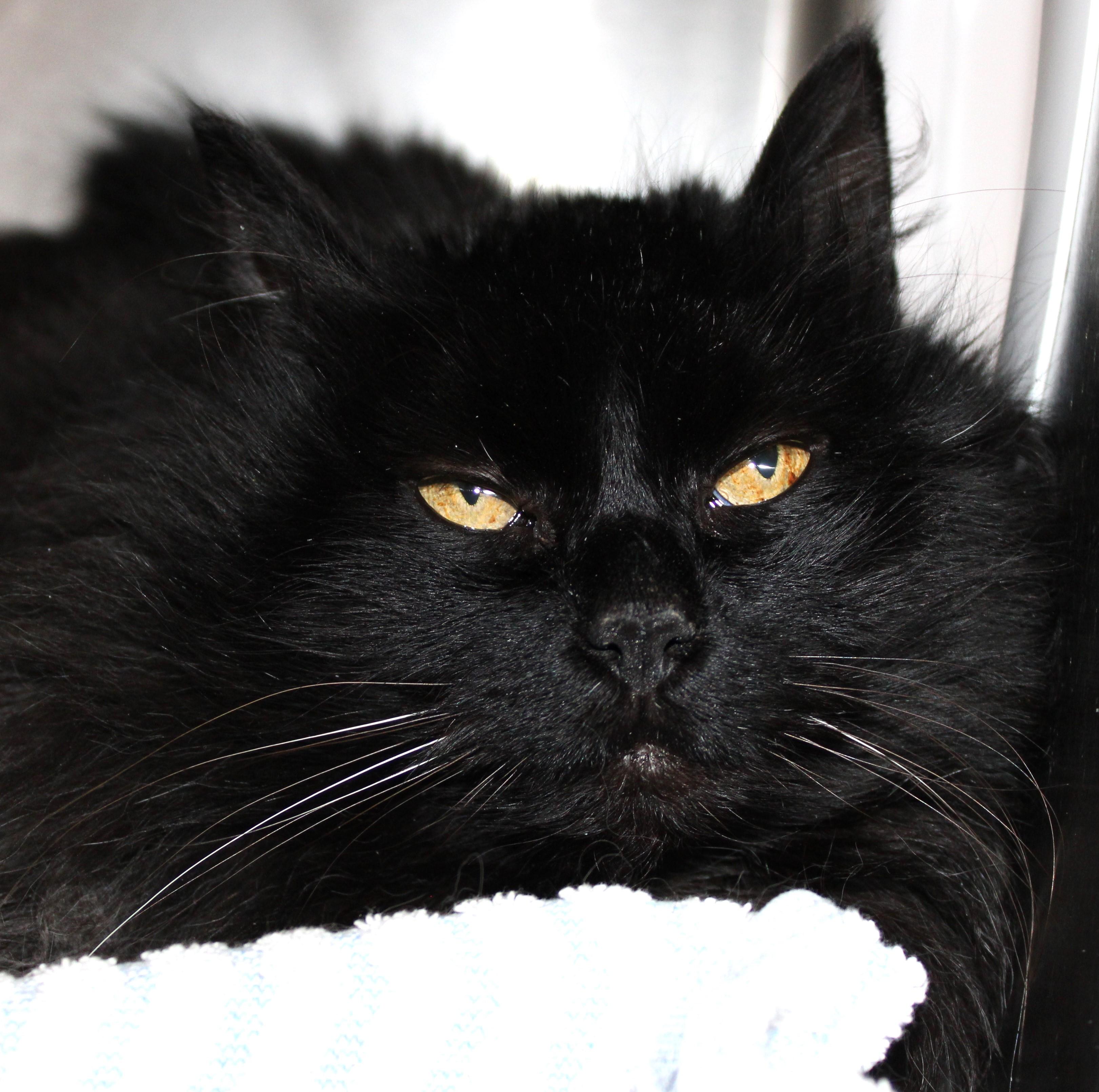 Tasha, an adoptable Domestic Long Hair in Mississauga, ON image 2/3