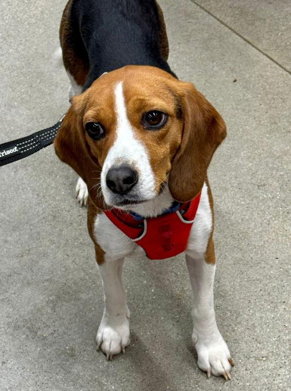 Enlarge Cassie *Adopt or Foster*, a Adoptable Beagle in Fairfax, VA image 1/3