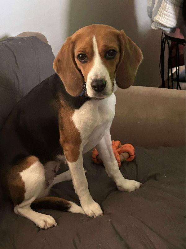 Enlarge Cassie *Adopt or Foster*, a Adoptable Beagle in Fairfax, VA image 2/3