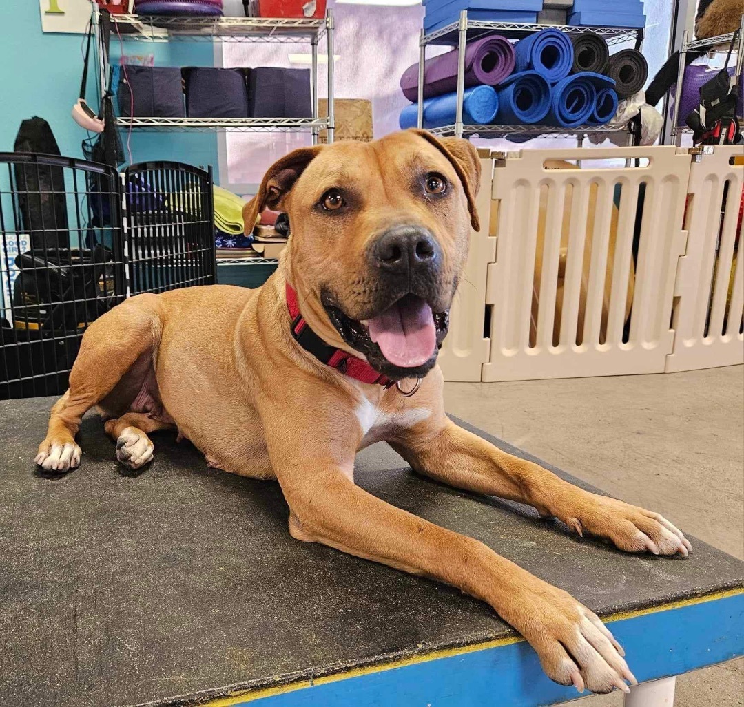 HONEY LEMON, a Adoptable mixed breed in Las Vegas, NV image 1/10