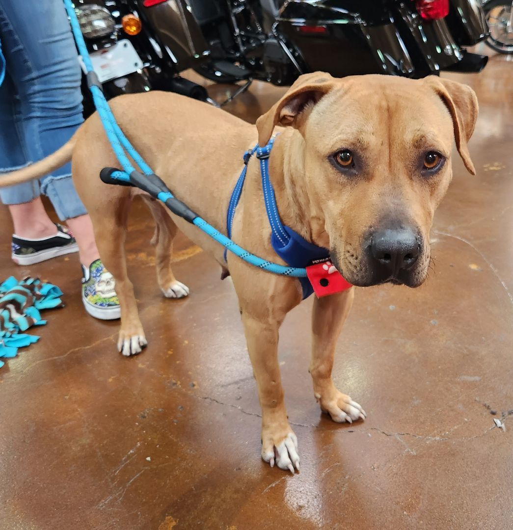 HONEY LEMON, a Adoptable mixed breed in Las Vegas, NV image 2/10