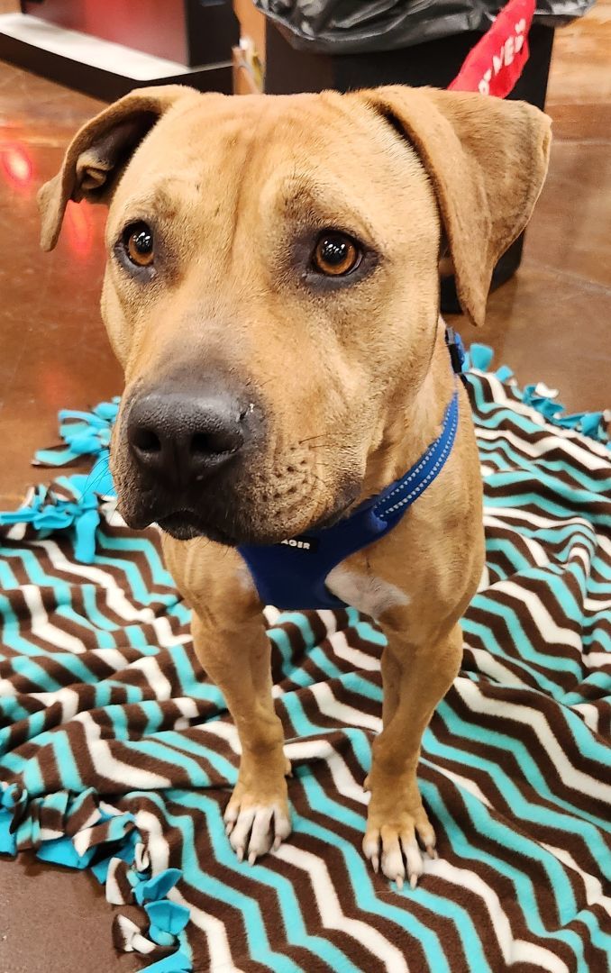 HONEY LEMON, a Adoptable mixed breed in Las Vegas, NV image 3/10