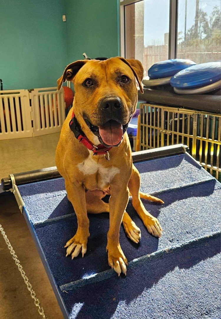 HONEY LEMON, a Adoptable mixed breed in Las Vegas, NV image 4/10