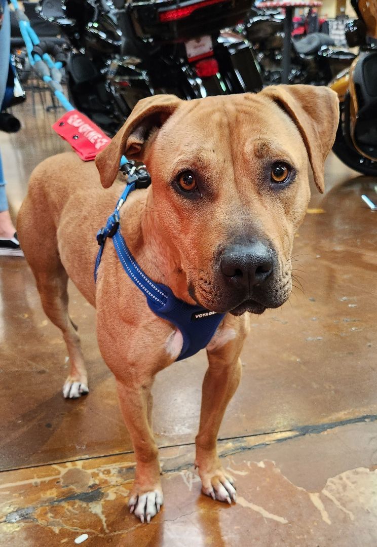 HONEY LEMON, a Adoptable mixed breed in Las Vegas, NV image 5/10