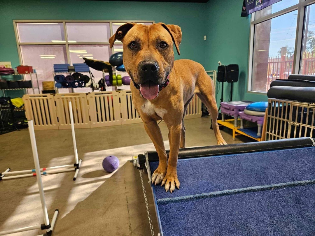 HONEY LEMON, a Adoptable mixed breed in Las Vegas, NV image 6/10