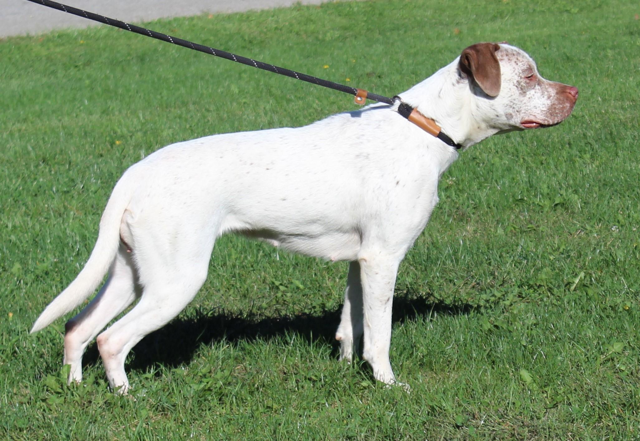 Maddie (8923), Adoptable, Adult Female Pit Bull Terrier.