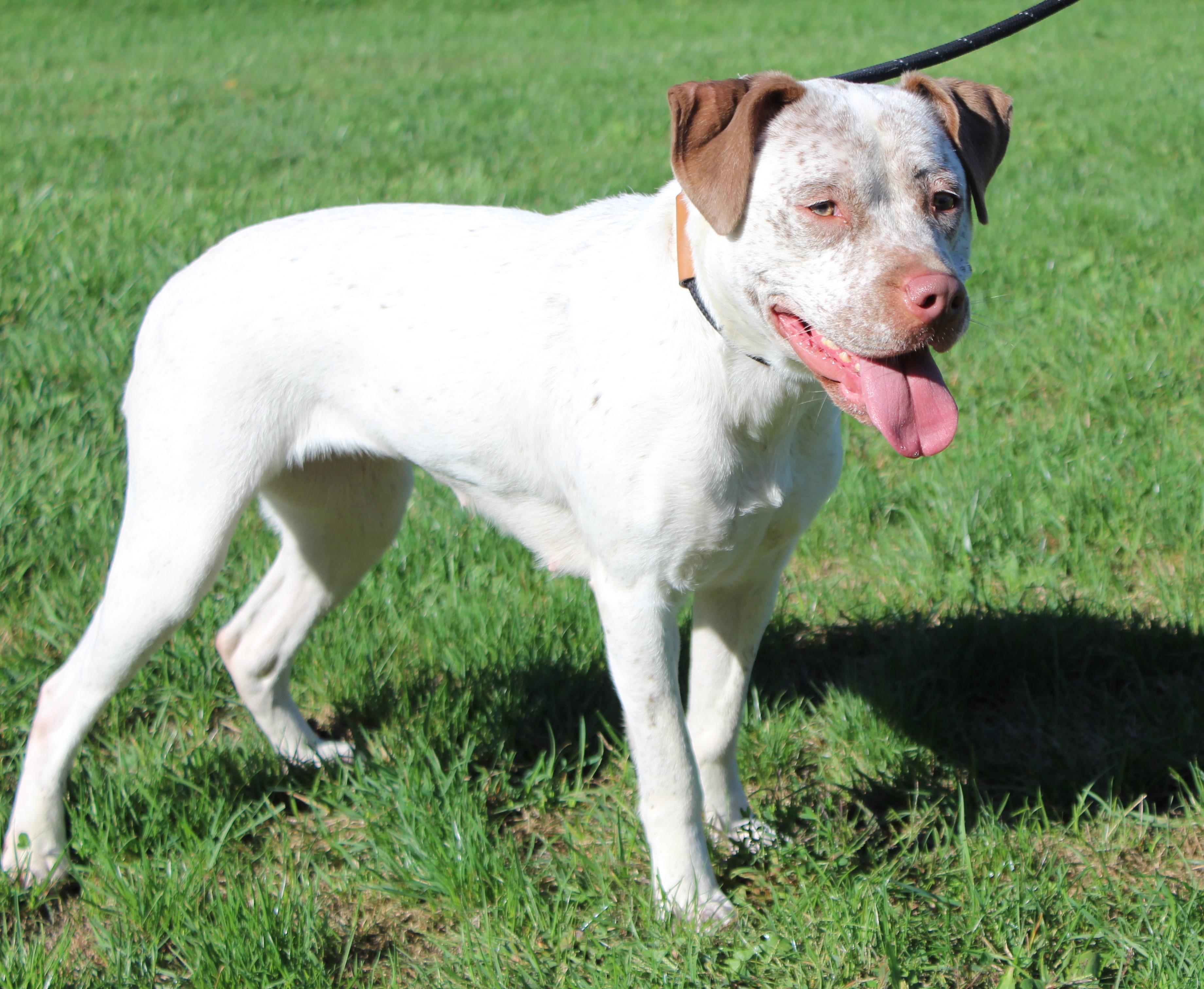 Maddie (8923), Adoptable, Adult Female Pit Bull Terrier.