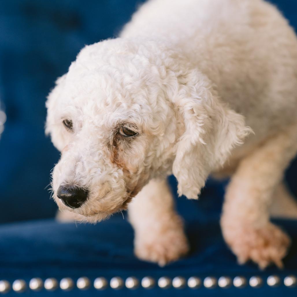 Daisy, ADOPTABLE, Adult Female Bichon Frise.