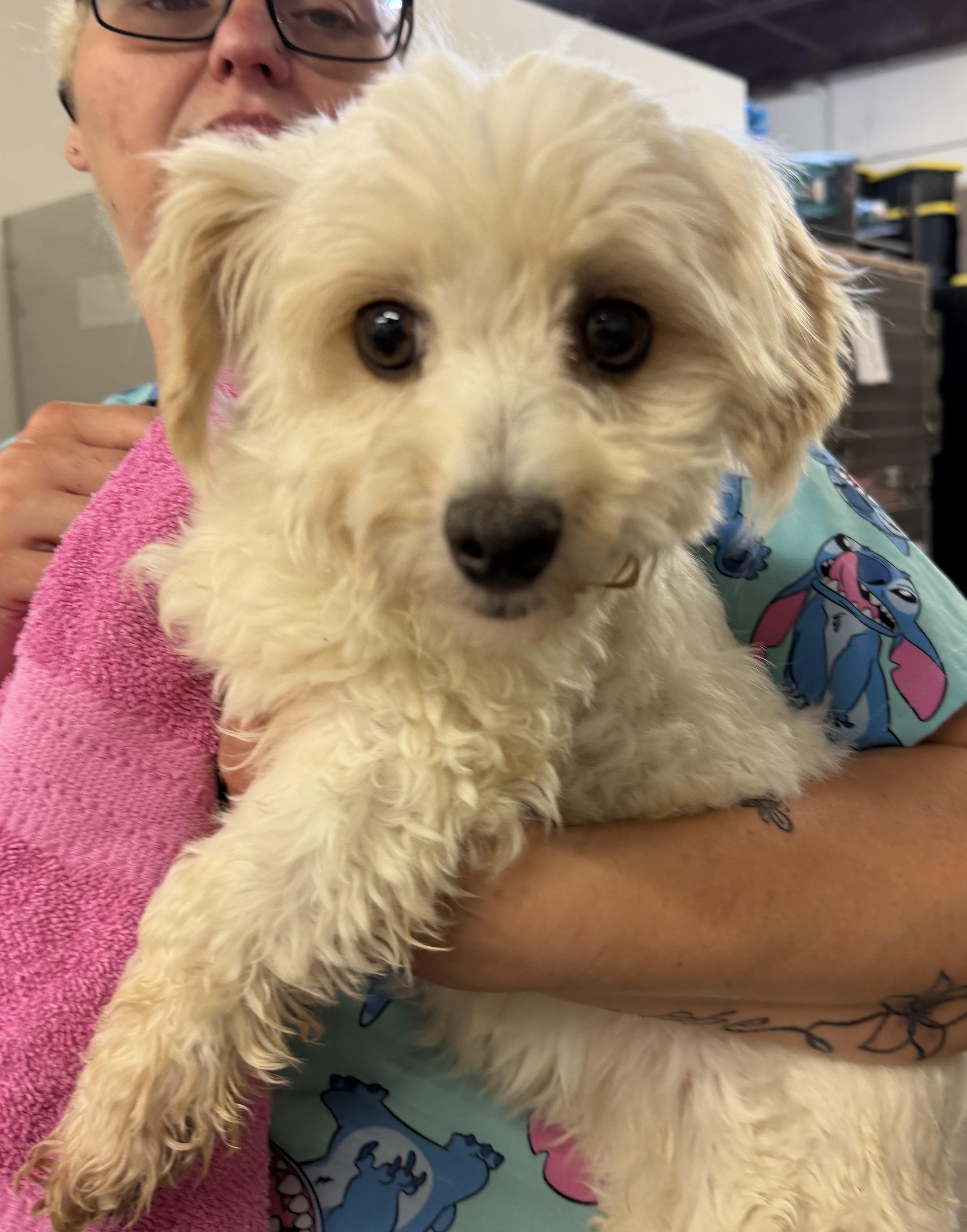 Amanda, ADOPTABLE, Adult Female Poodle.