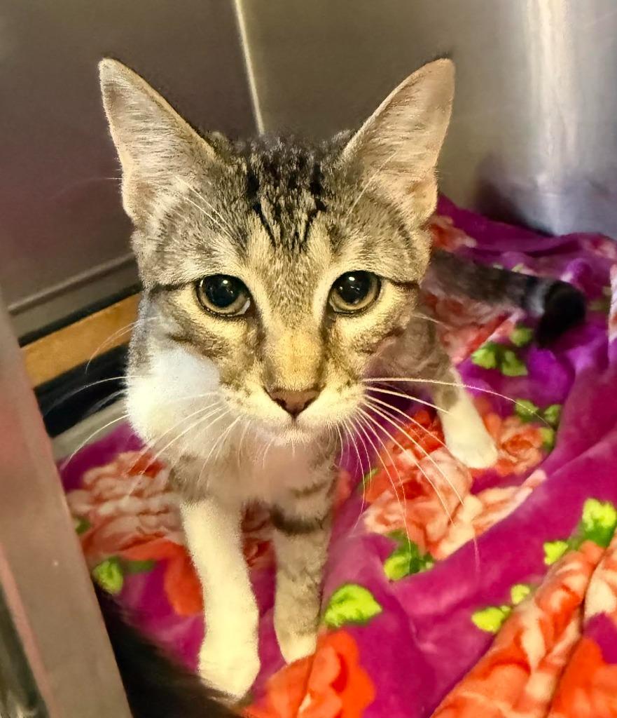 Lover, Adopted, Young Female Domestic Short Hair.