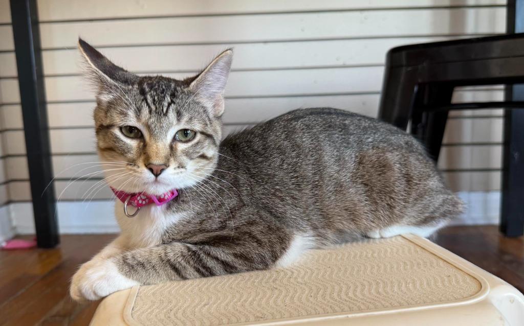 Enlarge Lover, a Adopted mixed breed in Richland Hills, TX image 2/3