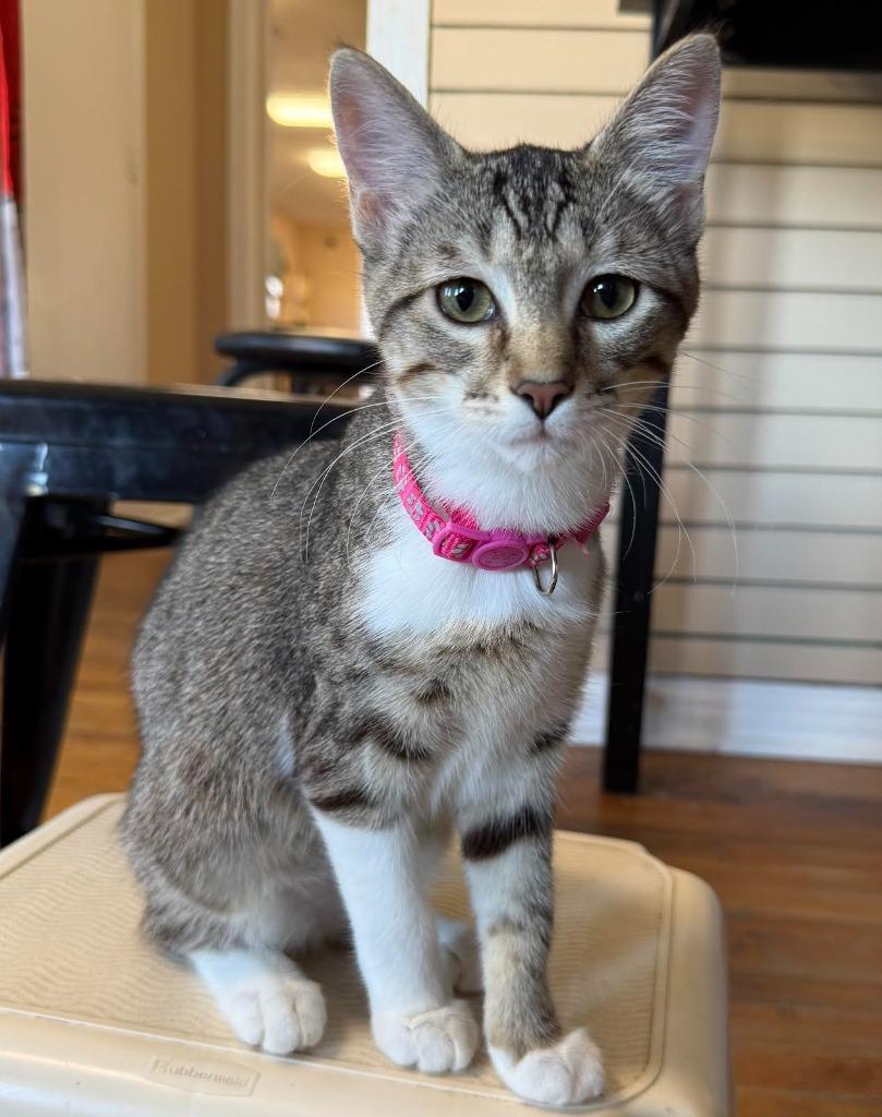 Enlarge Lover, a Adopted mixed breed in Richland Hills, TX image 3/3