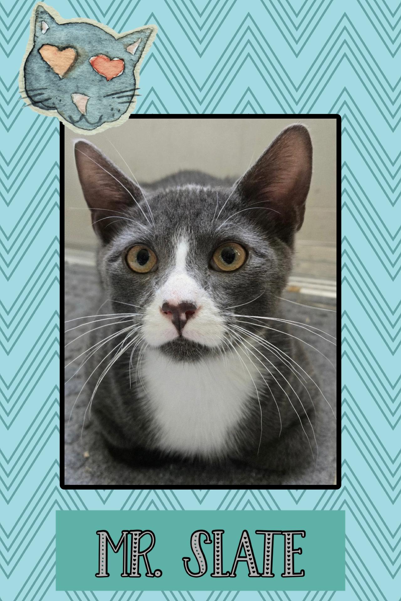 Slate, ADOPTABLE, Kitten Male Domestic Short Hair.