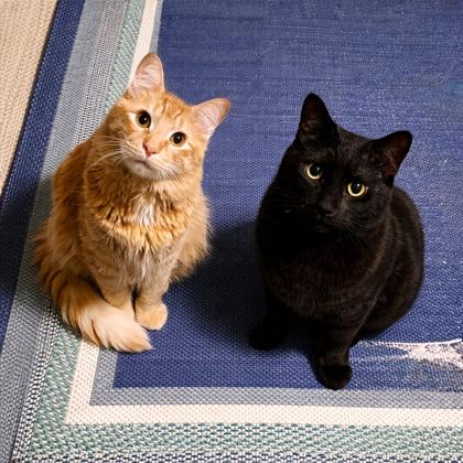 Nemo, Adoptable, Adult Male Domestic Medium Hair.