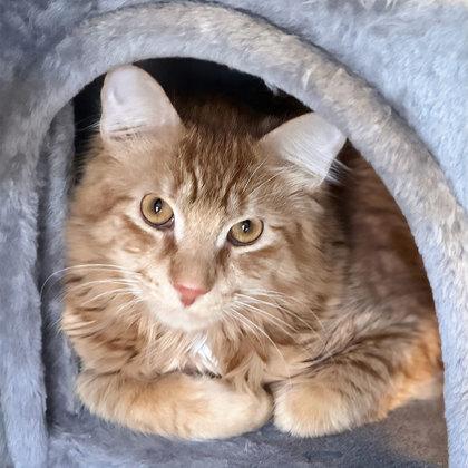 Enlarge Nemo, a Adoptable mixed breed in Atlanta, GA image 2/3