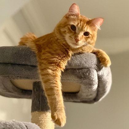 Enlarge Nemo, a Adoptable mixed breed in Atlanta, GA image 3/3