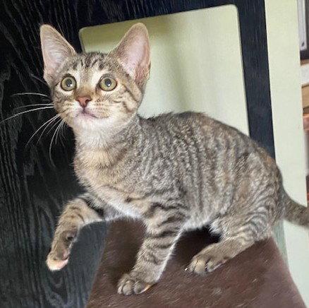 Coconut, Adopted, Kitten Female Domestic Short Hair.