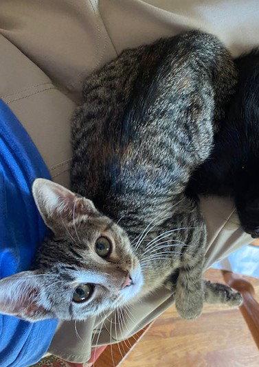 Coconut, a Adopted Domestic Short Hair in Shawnee, KS image 2/3