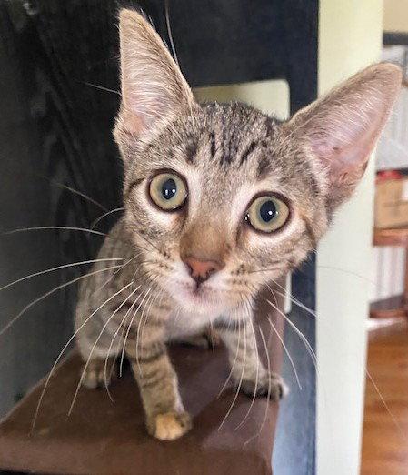 Coconut, a Adopted Domestic Short Hair in Shawnee, KS image 3/3