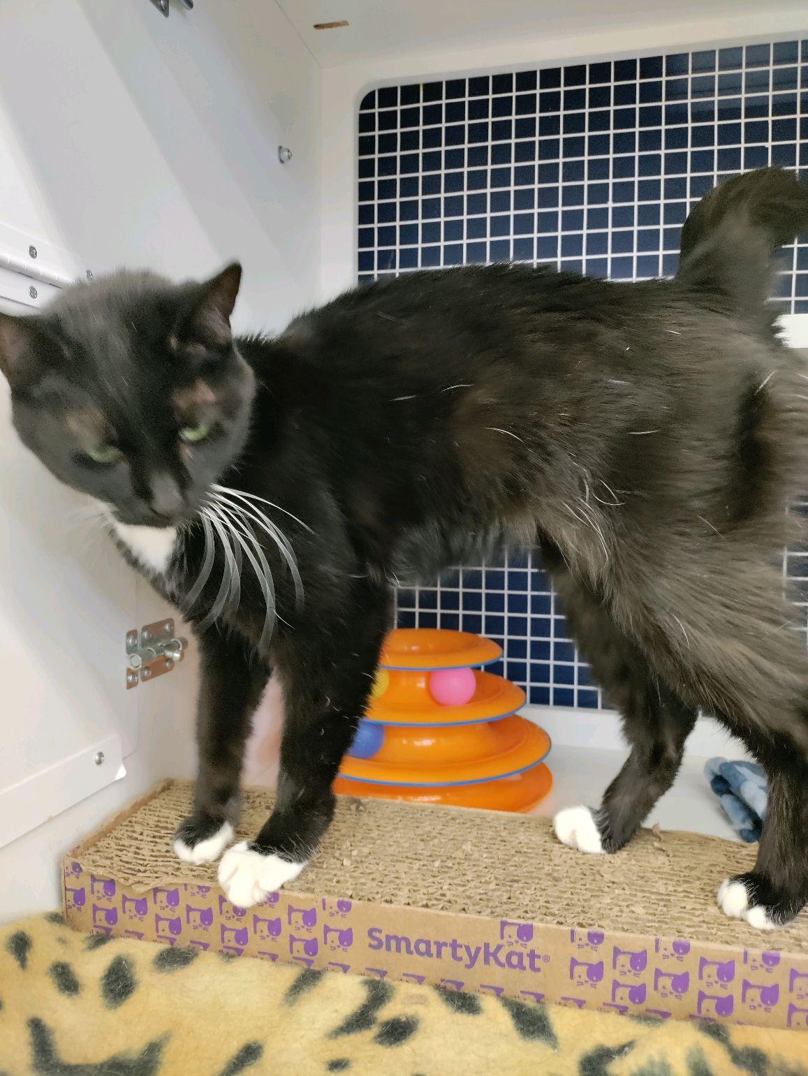 Enlarge Jazzy CR 0125, a Adoptable Domestic Short Hair in West Bloomfield, MI image 1/2