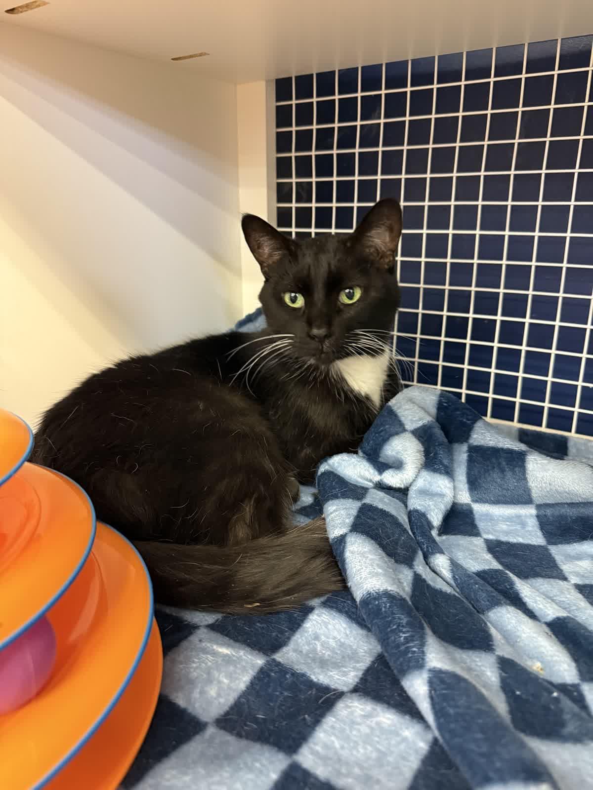 Enlarge Jazzy CR 0125, a Adoptable Domestic Short Hair in West Bloomfield, MI image 2/2