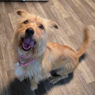 Joy, a Adoptable mixed breed in Conway, SC image 2/5