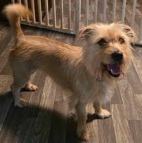 Joy, a Adoptable mixed breed in Conway, SC image 4/5