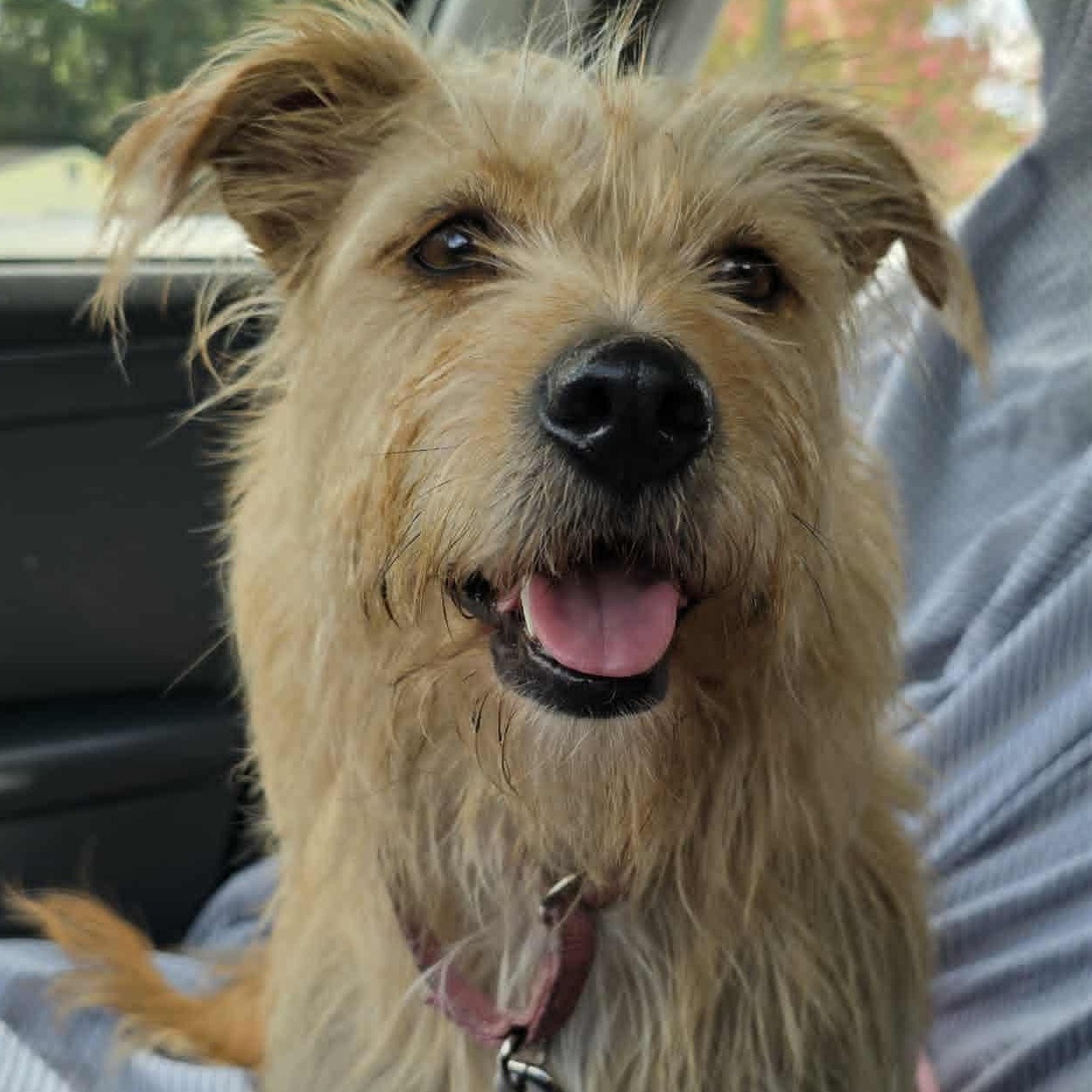 Joy, a Adoptable mixed breed in Conway, SC image 1/5