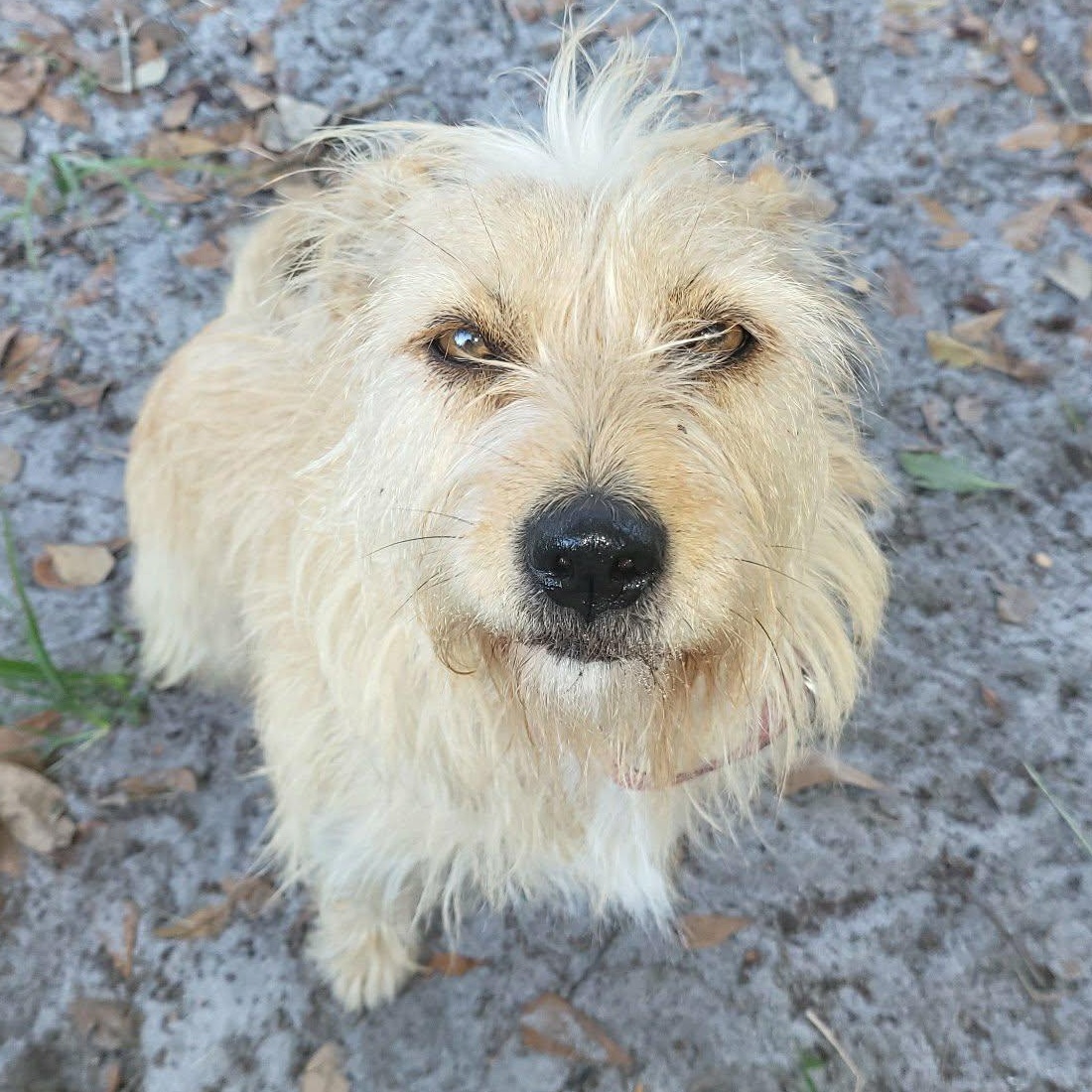 Enlarge Joy, a Adoptable mixed breed in Conway, SC image 2/6