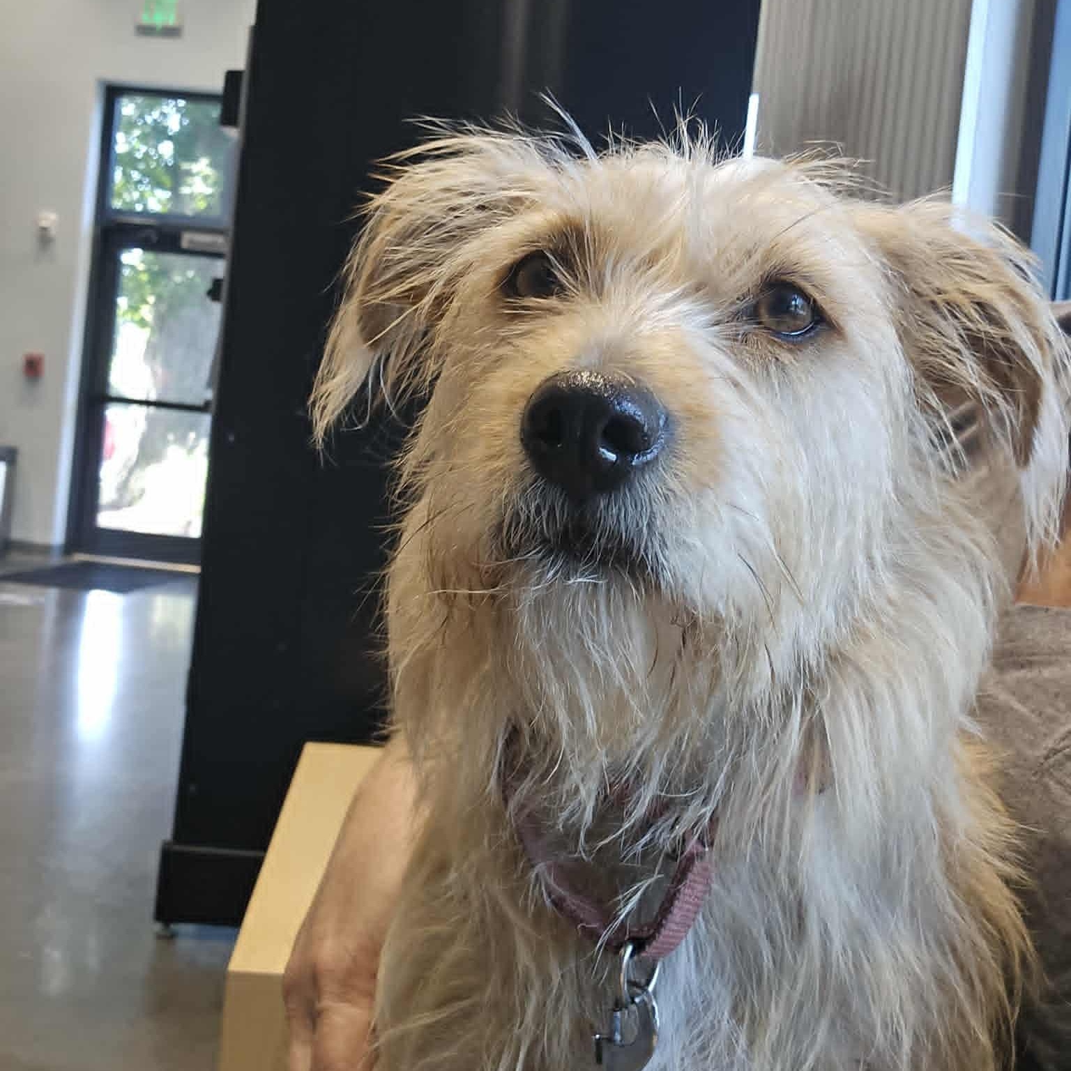 Joy, a Adoptable mixed breed in Conway, SC image 3/5