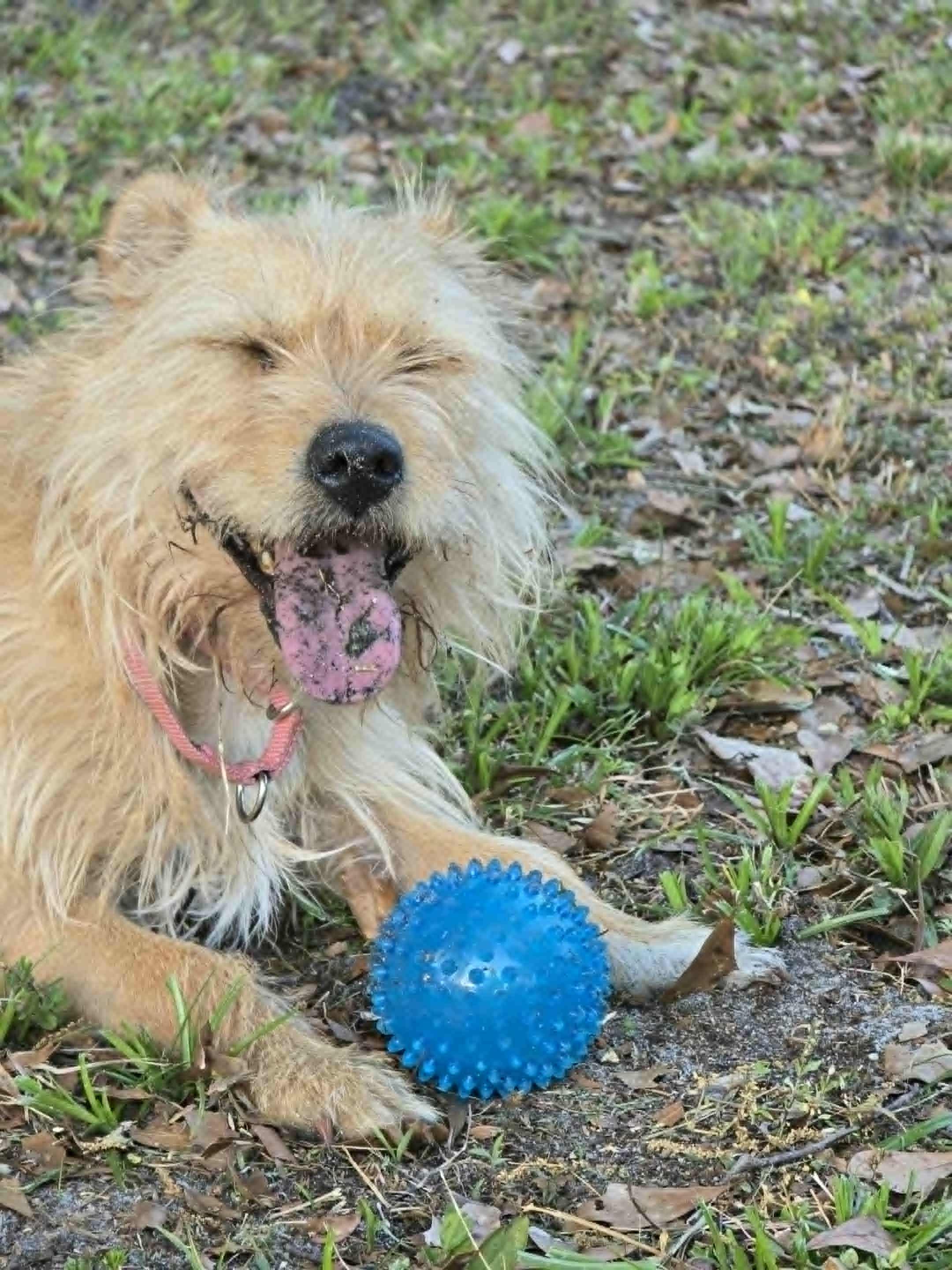 Joy, a Adoptable mixed breed in Conway, SC image 5/5