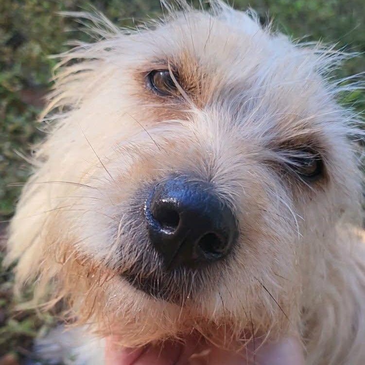 Joy, Adoptable, Young Female Cairn Terrier.