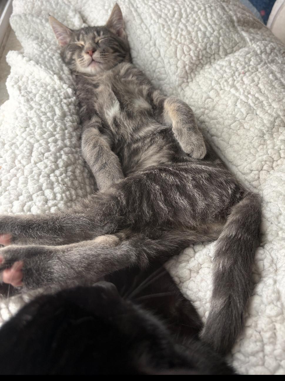 Enlarge Joey ( snuggly , cuddly and playful), a Adoptable American Shorthair in Staten Island, NY image 5/6