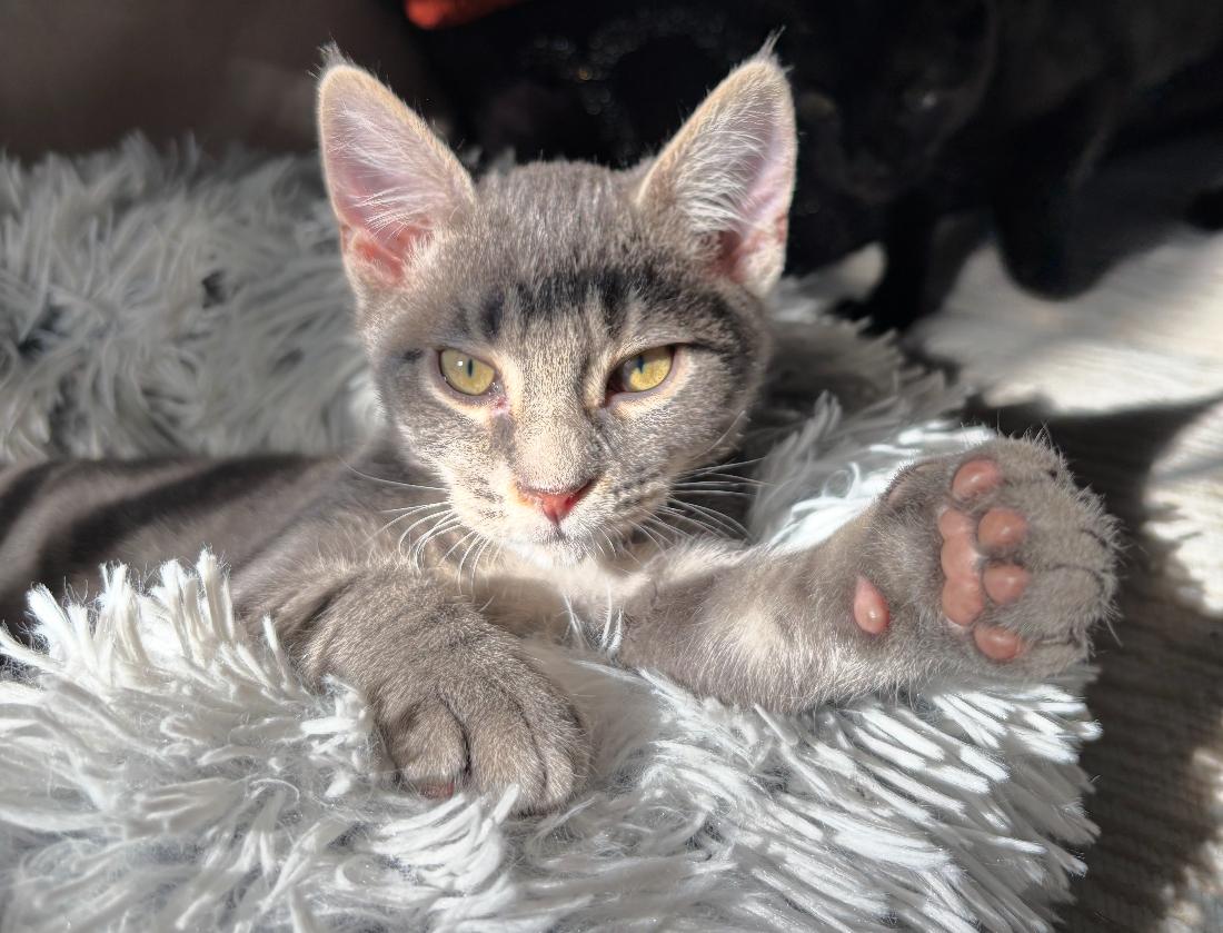 Enlarge Joey ( snuggly , cuddly and playful), a Adoptable American Shorthair in Staten Island, NY image 4/6