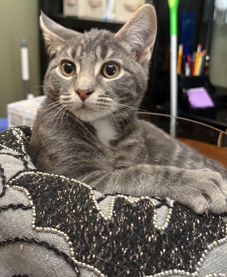 Joey ( snuggly , cuddly and playful), Adoptable, Kitten Male American Shorthair.