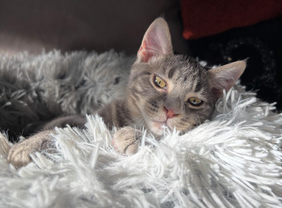 Enlarge Joey ( snuggly , cuddly and playful), a Adoptable American Shorthair in Staten Island, NY image 2/6