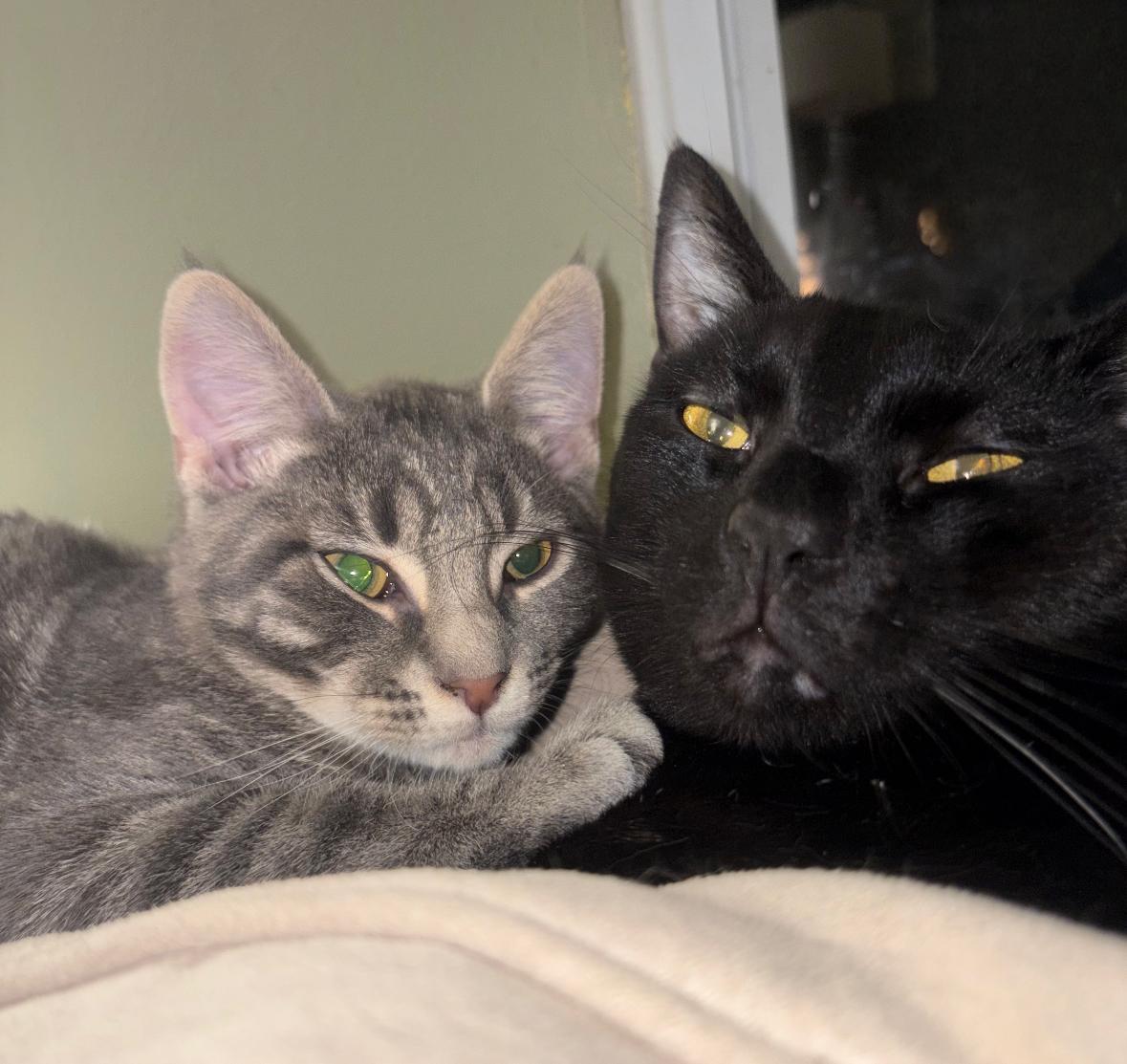 Enlarge Joey ( snuggly , cuddly and playful), a Adoptable American Shorthair in Staten Island, NY image 3/6