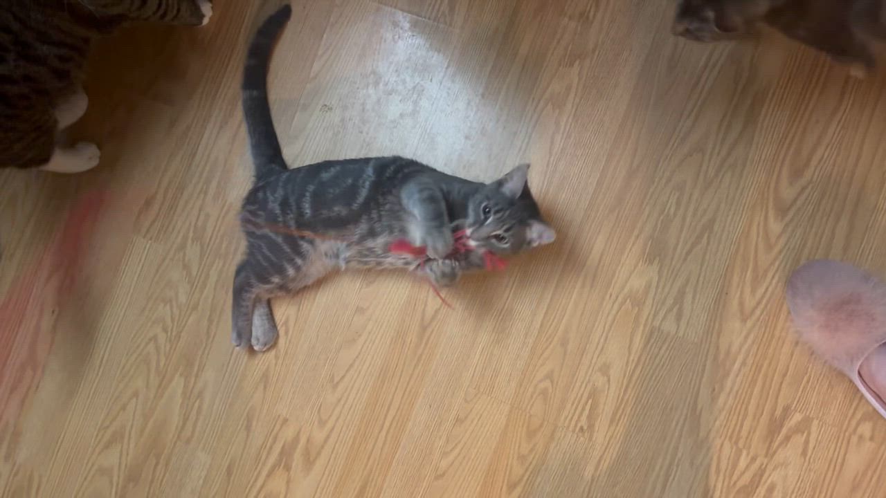 Enlarge Joey ( snuggly , cuddly and playful), a Adoptable American Shorthair in Staten Island, NY video 6/6