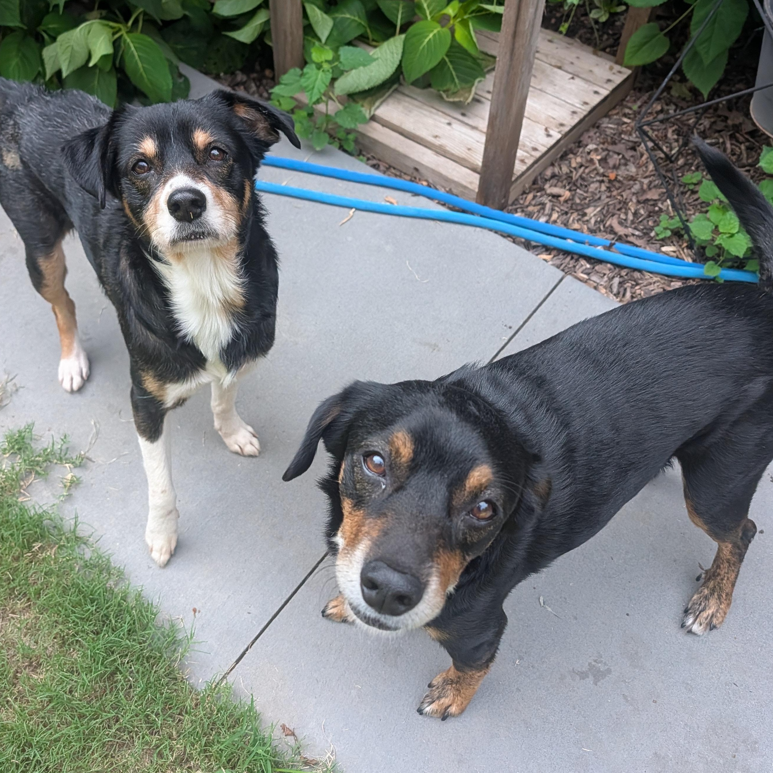 Sprout & Peanut, ADOPTABLE, Senior Male Beagle.