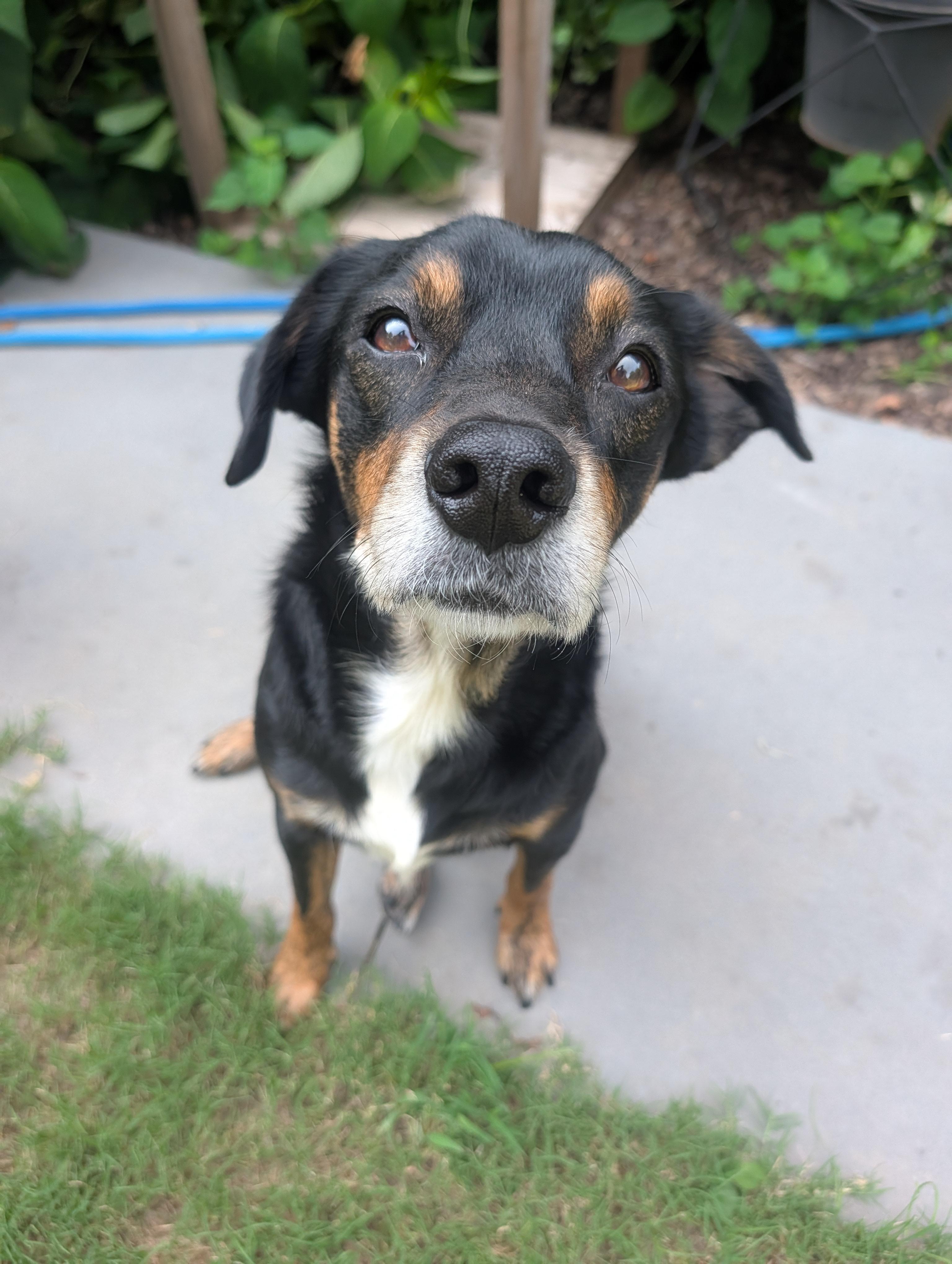Enlarge Sprout & Peanut, a ADOPTABLE mixed breed in Bella Vista, AR image 3/6