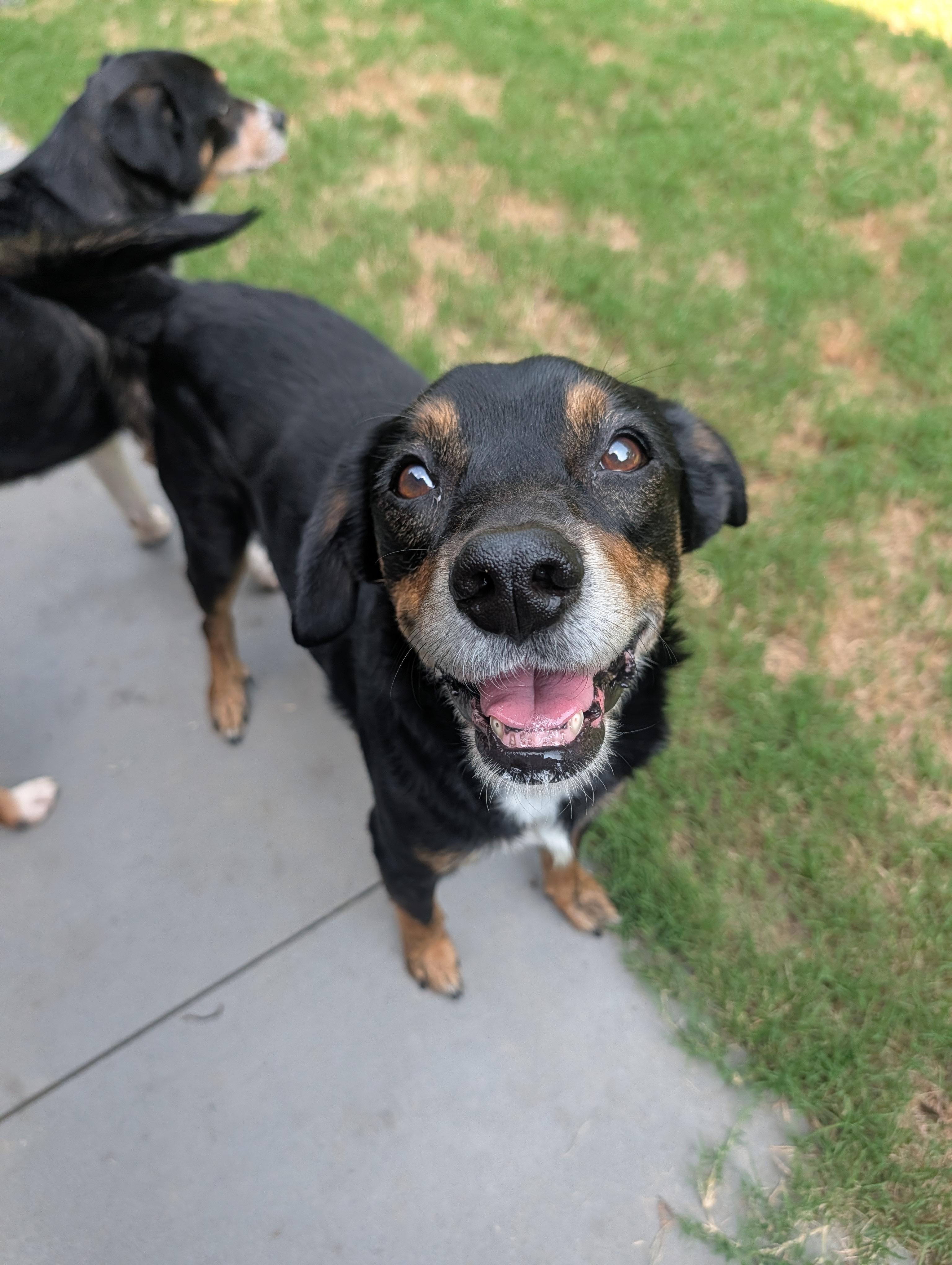 Enlarge Sprout & Peanut, a ADOPTABLE mixed breed in Bella Vista, AR image 4/6