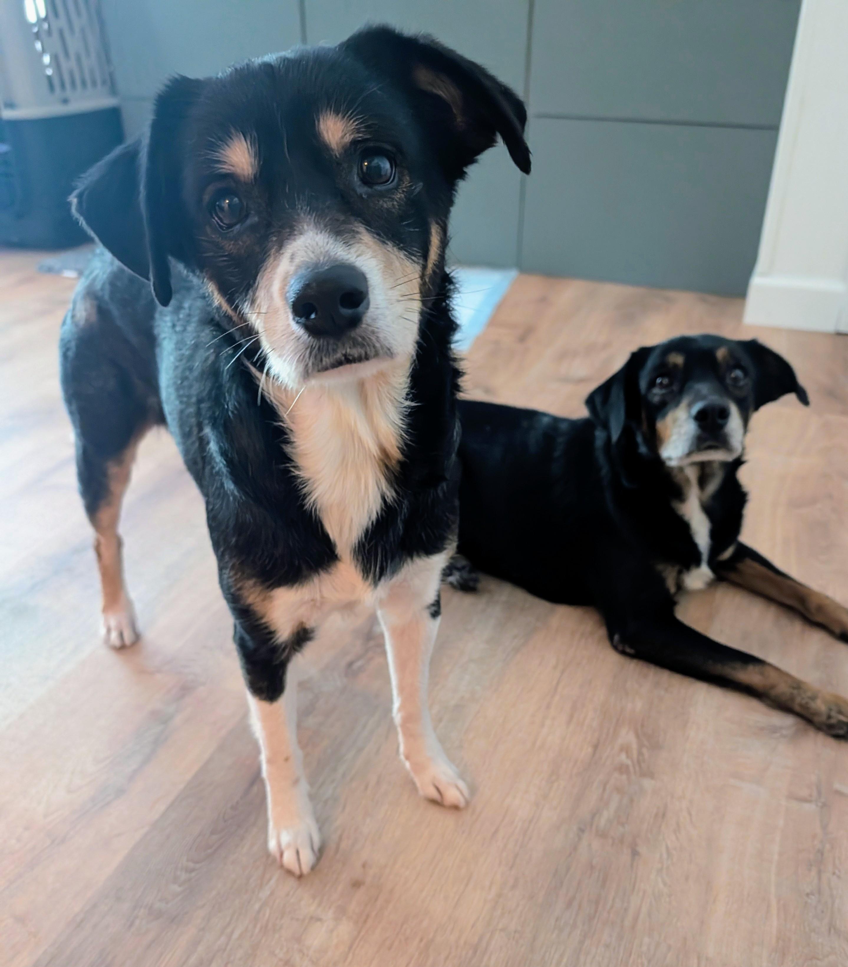 Enlarge Sprout & Peanut, a ADOPTABLE mixed breed in Bella Vista, AR image 5/6